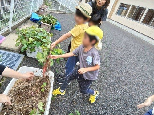 野菜栽培